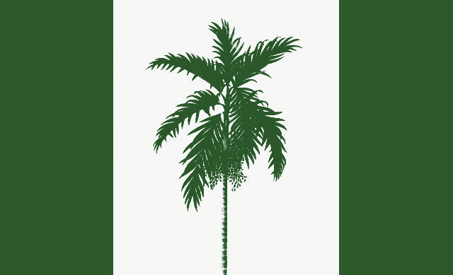 一位外國友人(Xeno)的搞笑設計。意外的協調 XD_而且檳榔對南島民族是有